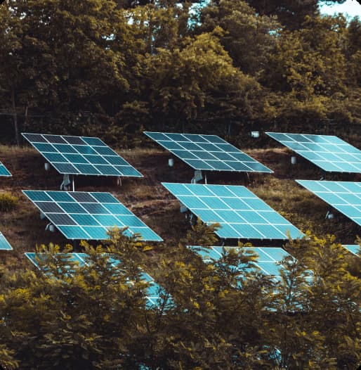 paneles solares entre árboles